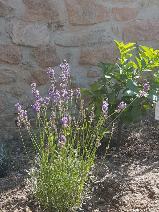 Villa La petite bergerie Roquebrune-sur Argens Exterior foto